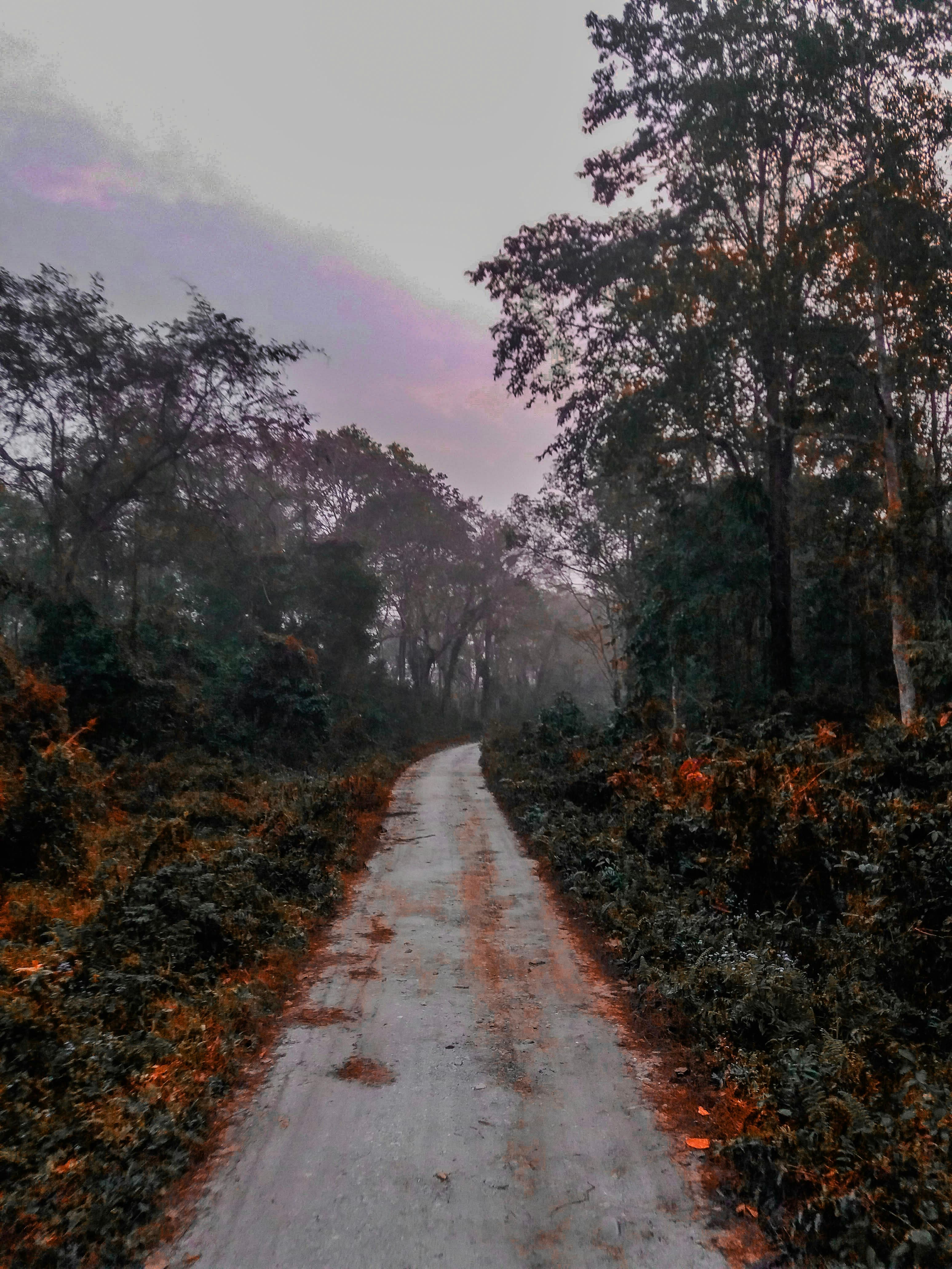 Wildlife Forest & Jungle Safari
