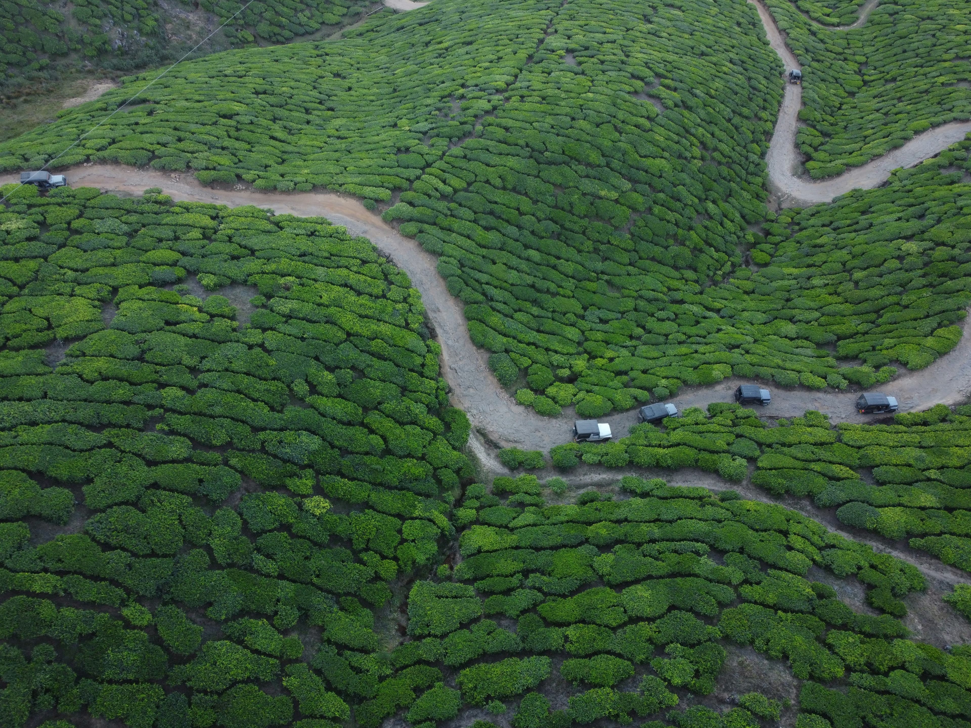 Tea Tourism