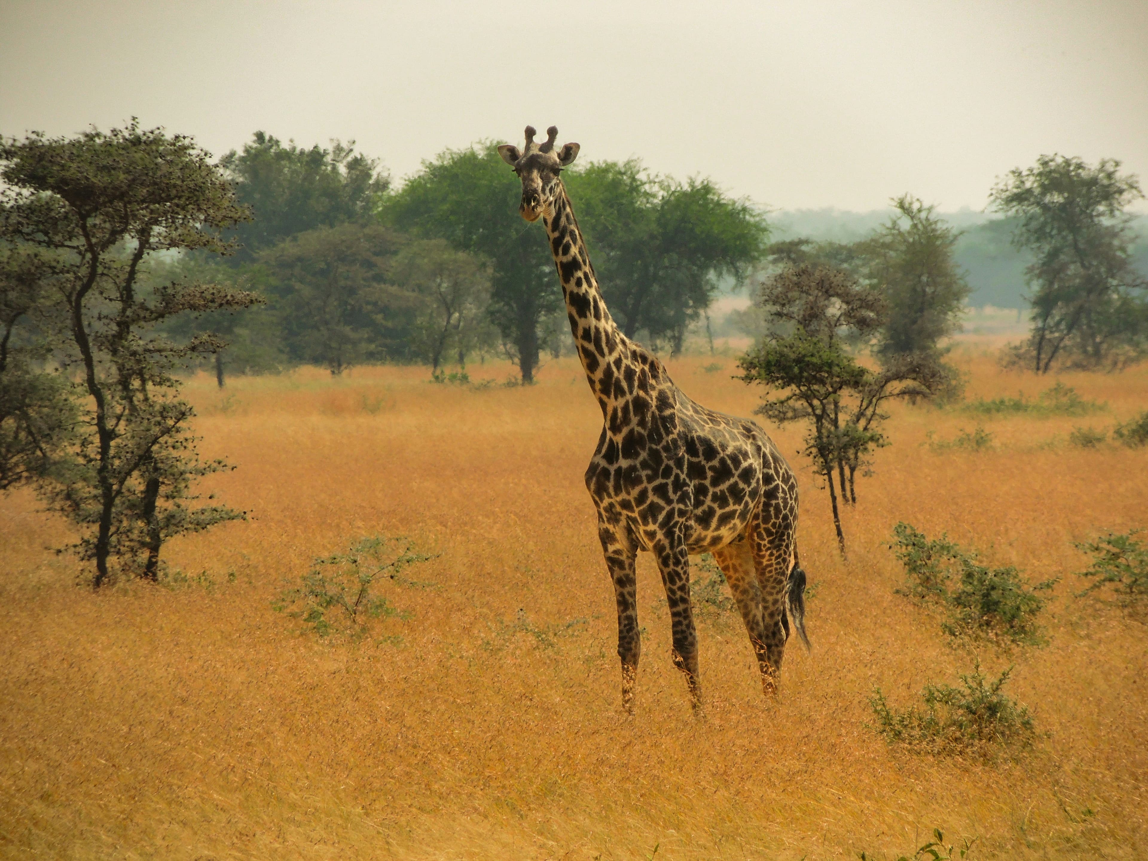 Africa Wildlife Adventures